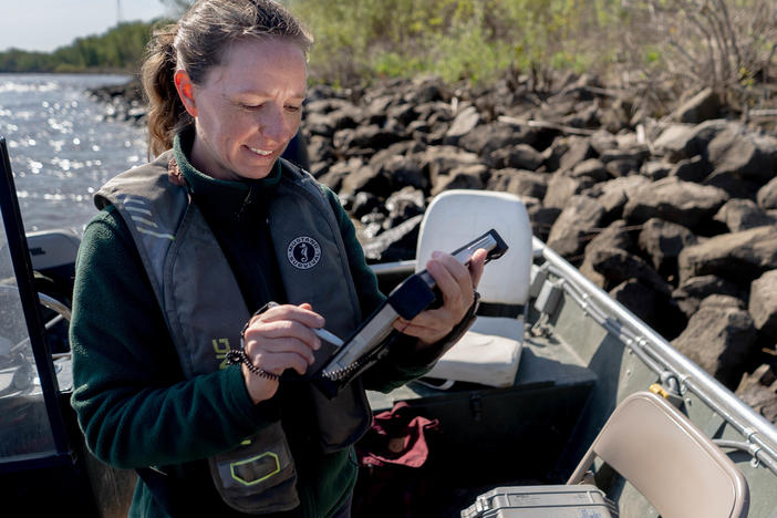 Sarah Peper, Missouri Department of Conservation Fisheries Management Biologist, downloads fish tracking data on the Mississippi River in West Alton, Mo.