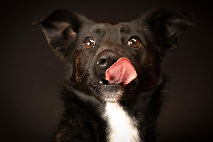 Jersey is a one-year-old female mixed breed. She is available for adoption at the Pike County Animal Shelter.