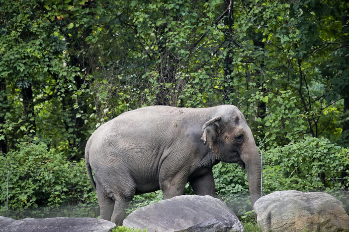 Bronx Zoo elephant Happy strolls inside the zoo's Asia habitat in New York in 2018.