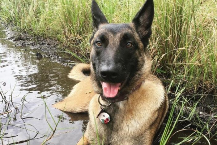 Eva relaxes in a puddle in 2020.