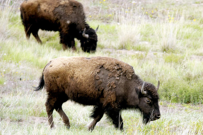A herd of bison graze near the trail inside the bison range.