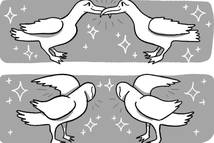 Eliot Schrefer's book, <em>Queer Ducks (and Other Animals): The Natural World of Animal Sexuality</em>, is designed to be teenager friendly. It's filled with comics and humor and accessible science on the diversity of sexual behavior in the animal world.
