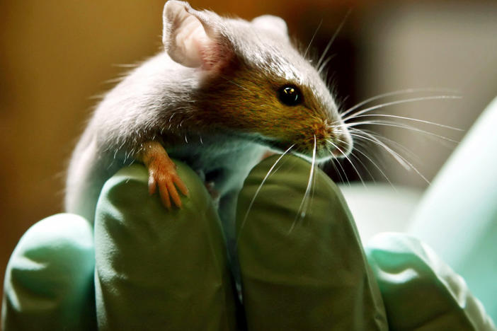 Scientists have discovered that a drug used to treat HIV helps restore a particular kind of memory loss in mice. The results hold promise for humans, too.