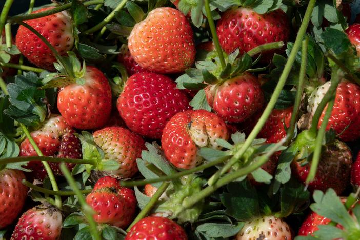Newly harvested strawberries on October 7, 2020.