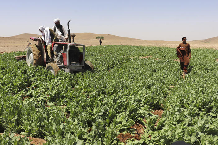 Taliban officials eradicate a poppy field on Sunday in Washir, a district of Helmand province in Afghanistan. The country's Taliban rulers have begun a campaign to eradicate poppy cultivation, aiming to wipe out the country's massive production of opium and heroin, even as farmers fear their livelihoods will be ruined at a time of growing poverty.