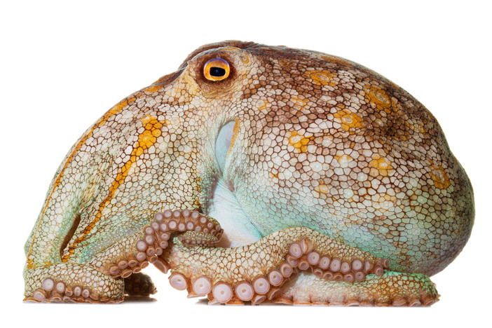Pale Octopus Octopus pallidus Specimen #9; mantle is 4.5 inches long; Moonlight Bay Resort, Rye, Victoria, Australia