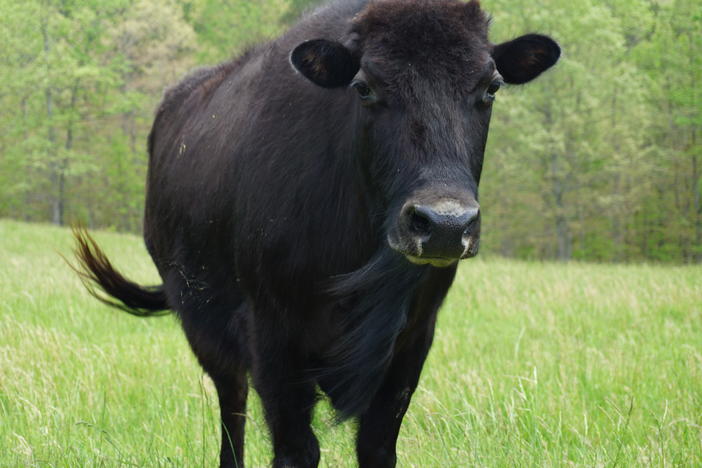This hybrid bull, which lives on the A&K Ranch near Raymondville, Mo., will be part of the process to create beefalo that are 37.5% bison, the magic number for the best beefalo meat.