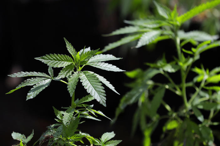 In this April 12, 2018, photo, a marijuana plant awaits transplanting at the Hollingsworth Cannabis Company near Shelton, Wash.  Thirty states have legalized some form of medical marijuana, according to a national advocacy group. Nine of those states and Washington, D.C., also have broad legalization where adults 21 and older can use pot for any reason.