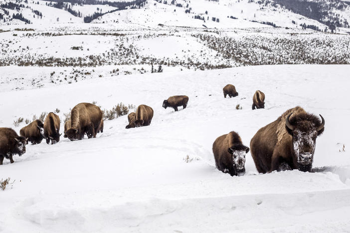 A mother bison leads her calf through deep snow toward a road in Yellowstone National Park, Wyo., Feb. 20, 2021.