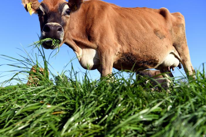 Past measures to tax farmers have met strong resistance, but New Zealand's climate change minister thinks it is a good start