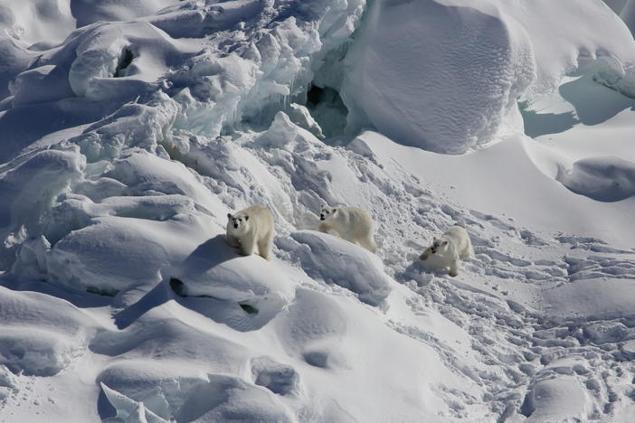 A female bear and two 1-year-old cubs walk over snow-covered freshwater glacier ice in Southeast Greenland.