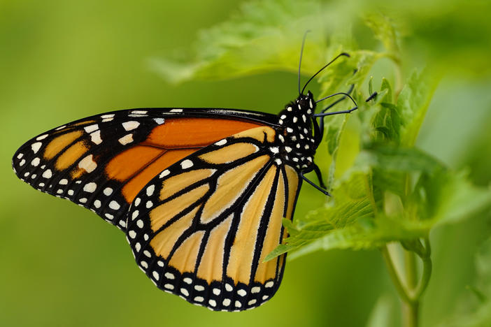 The monarch butterfly species is one of thousands which states have flagged for conservation, but have limited resources to support.