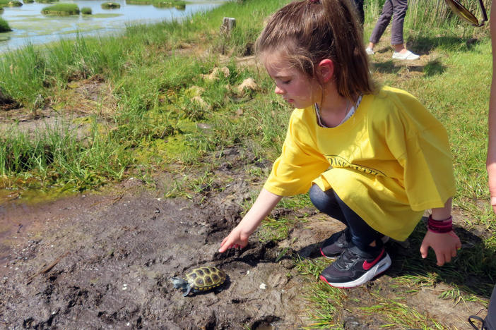 A kindergarten student releases a turtle back into the wild at the Wetlands Institute in Stone Harbor, N.J., this month.