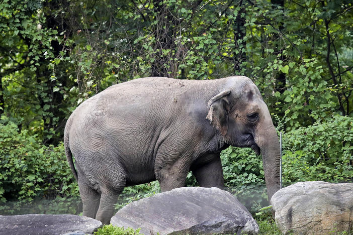 Bronx Zoo elephant "Happy" strolls inside the zoo's Asia habitat in New York on Oct. 2, 2018.