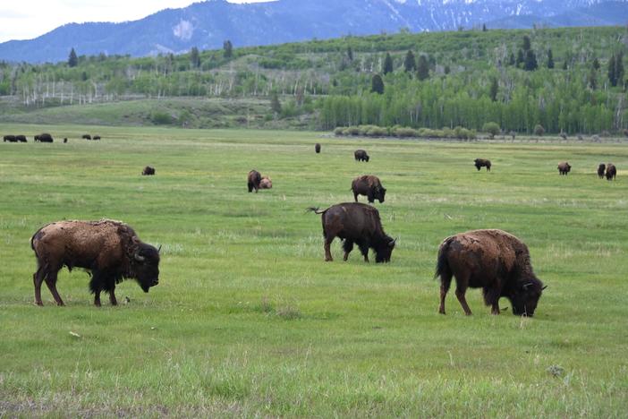 Bison graze at Grand Teton National Park in Wyoming in 2019. Grand Teton National Park is located near Yellowstone and remains fully open as an alternate travel destination while Yellowstone works to recover from flooding.