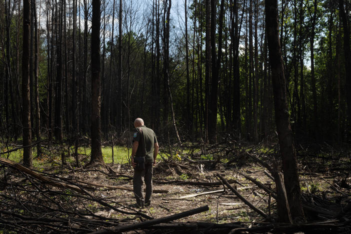 Viktor Radushinskiy, a member of Ukraine's forestry department in Zhytomyr, looks at a site in the northern Ukrainian woods where a fighter jet crashed.