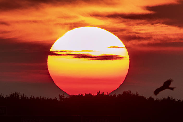 The sun rises as a raptor flies by in Frankfurt, Germany, during the summer solstice of 2019, the so-called longest day on the Northern Hemisphere.