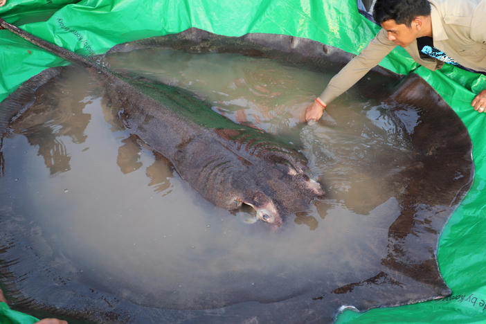 In this photo provided by Wonders of the Mekong taken on June 14, 2022, a man touches a giant freshwater stingray before it was released back into the Mekong River in the northeastern province of Stung Treng, Cambodia.
