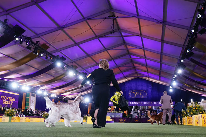Belle, an English setter, arrives to compete in the sporting group at the 146th Westminster Kennel Club Dog Show on Wednesday, June 22, 2022, in Tarrytown, N.Y.