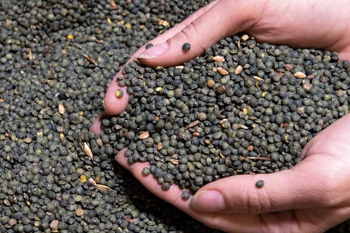 An employee controls Le Puy green lentils at the Sabarot plant in Chaspuzac, near Le Puy-en-Velay, central France, on October 7, 2020.