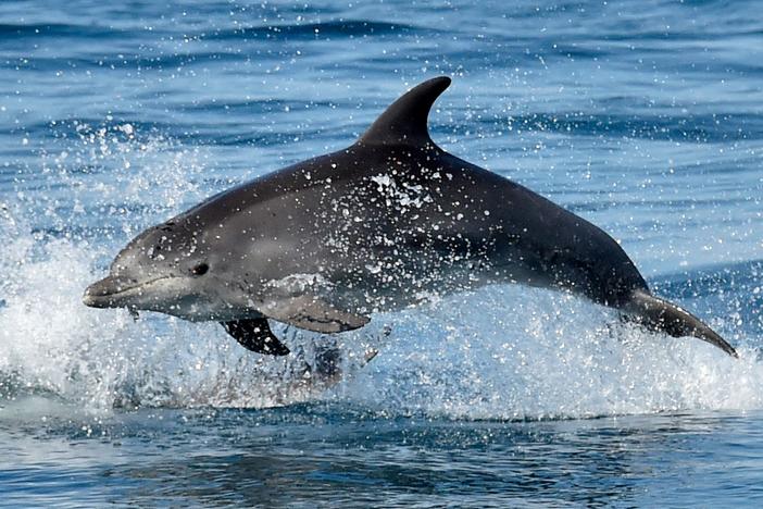 A dolphin's sense of echolocation allows it to coordinate efforts to hunt prey, see "through" other creatures and form three-dimensional shapes using sound.