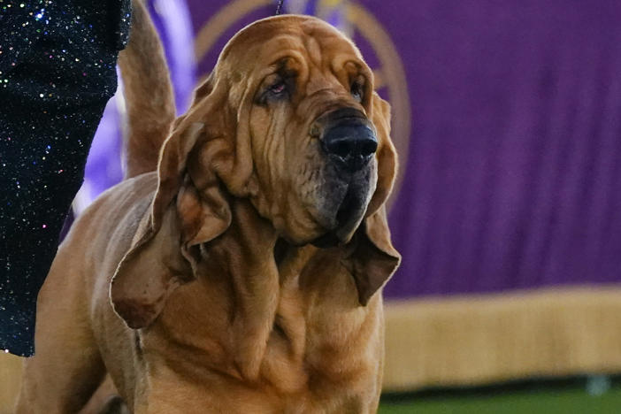 Trumpet, a bloodhound, competes for best in show at the 146th Westminster Kennel Club Dog Show, Wednesday, June 22, 2022, in Tarrytown, N.Y. Trumpet won the title.