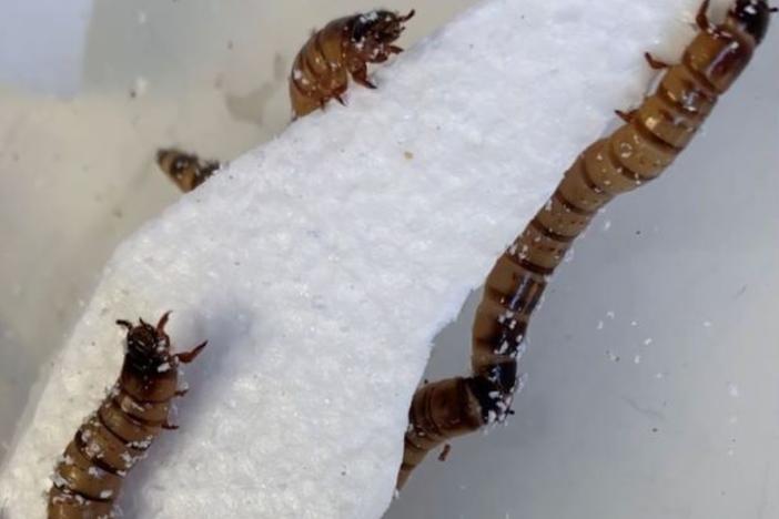 Scientists hope the larvae of the darkling beetle — nicknamed "superworms" — might solve the world's trash crisis thanks to their uncanny ability to eat polystyrene.