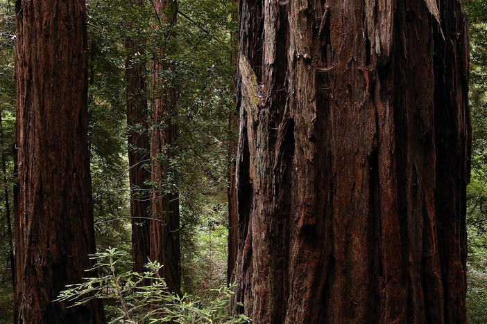 Coastal Redwood Trees