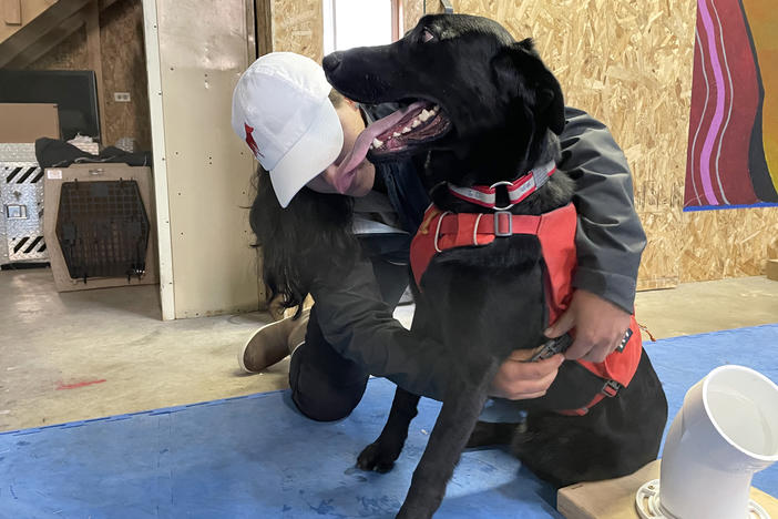 Working Dogs for Conservation trainer Michele Vasquez clips a vest onto Charlie, a Labrador retriever, to let him know he's working. Dogs like Charlie will help sniff out chronic wasting disease in deer and elk scat. They will also help find mink and otter droppings that can be tested for toxic substances near illegal dumpsites.