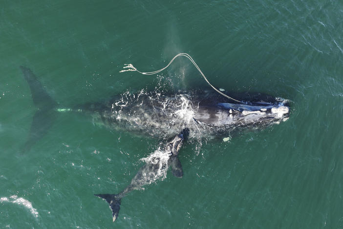 In this photo from the Georgia Department of Natural Resources, a North Atlantic right whale entangled in fishing rope is sighted on Dec. 2, 2021, with a newborn calf near Cumberland Island, Ga.