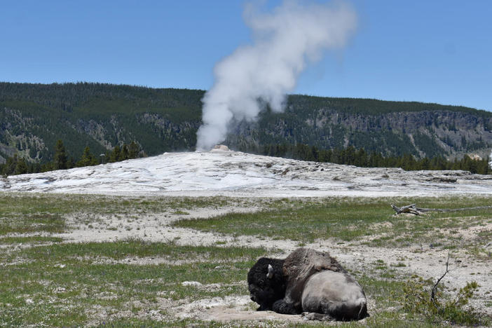 A bison lays down in front of the Old Faithful geyser in Yellowstone National Park, Wyo., on June 22. A 34-year-old man was gored by a bull bison in Yellowstone this week, suffering an arm injury, park officials said.
