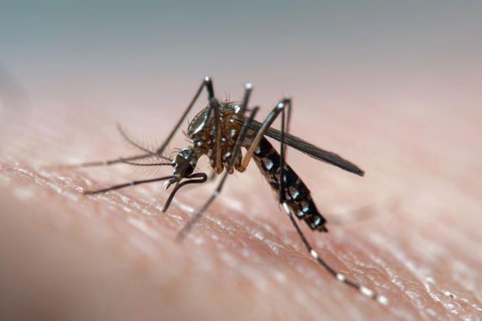 This mosquito spreads dengue, Zika and yellow fever too. Could these diseases make a human emit an odor that draws the insect in to take a bite?