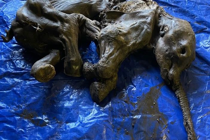A woolly mammoth calf, believed to be female, was found in Canada's Yukon territory buried in ancestral land of the Trʼondëk Hwëchʼin, whose elders named her Nun cho ga, which means "big baby animal" in the Hän language.