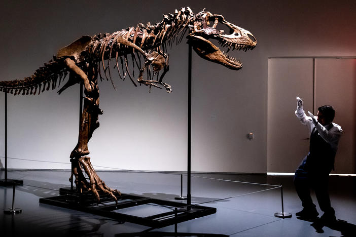 A Sotheby's New York employee demonstrates the size of a Gorgosaurus dinosaur skeleton on Tuesday in New York.