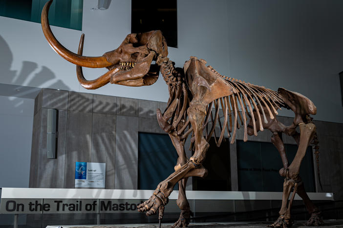 A cast of the Buesching mastodon at the University of Michigan.