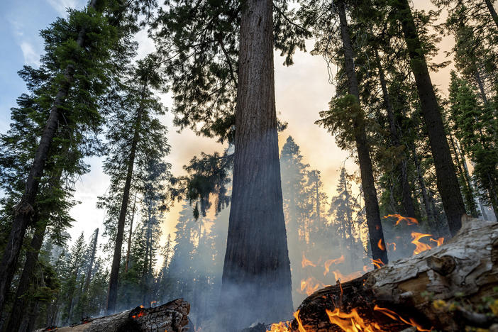 The Washburn Fire burns in Mariposa Grove in Yosemite National Park on Friday.