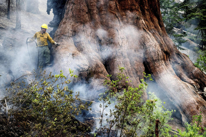 A firefighter protects a sequoia tree as the Washburn Fire burns in Mariposa Grove in Yosemite National Park, Calif., on Friday, July 8, 2022. (AP Photo/Noah Berger)