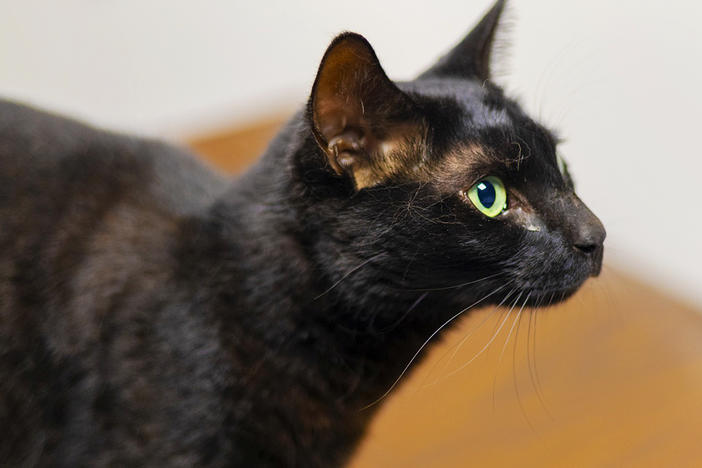 Rowdy the cat is shown here after being captured on Wednesday at Logan Airport in Boston. The cat escaped her cage as her family was returning to the U.S. after an Army deployment to Germany.