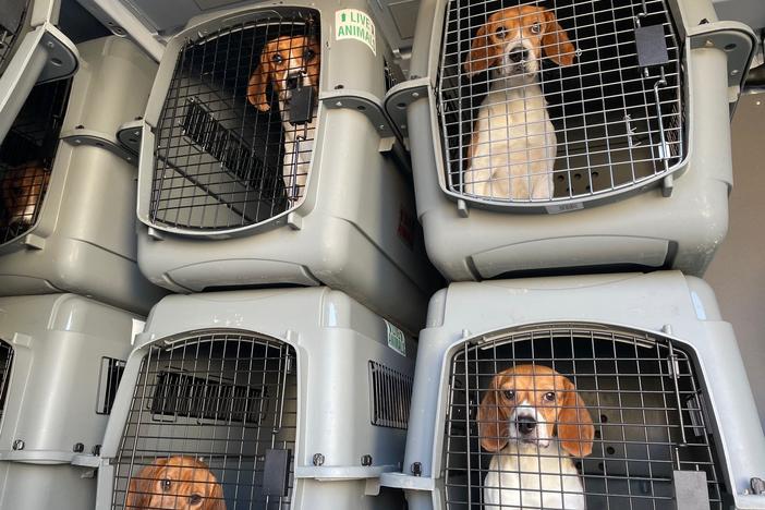 These canines are some of the nearly 500 beagles that Homeward Trails Animal Rescue collected earlier this year from an Envigo research facility in Virginia. Now Homeward Trails is taking in additional beagles from Envigo, which bred the dogs for pharmaceutical research, after a federal judge ordered thousands of remaining dogs to be released.