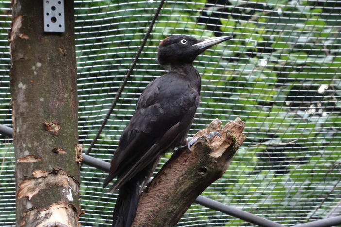 Sam Van Wassenbergh and his team filmed this black woodpecker at Alpenzoo Innbruck, Austria, for their study.