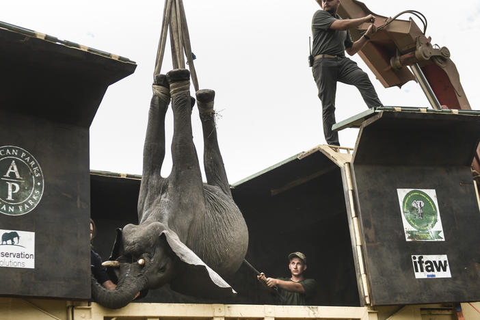 An elephant is hoisted into a transport vehicle at the Liwonde National Park in southern Malawi on Sunday.
