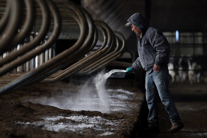 A Guatemalan immigrant worker spreads lime while preparing fresh bedding for the cows at Stein Family Farms in Caledonia, N.Y on Mar. 8, 2017.