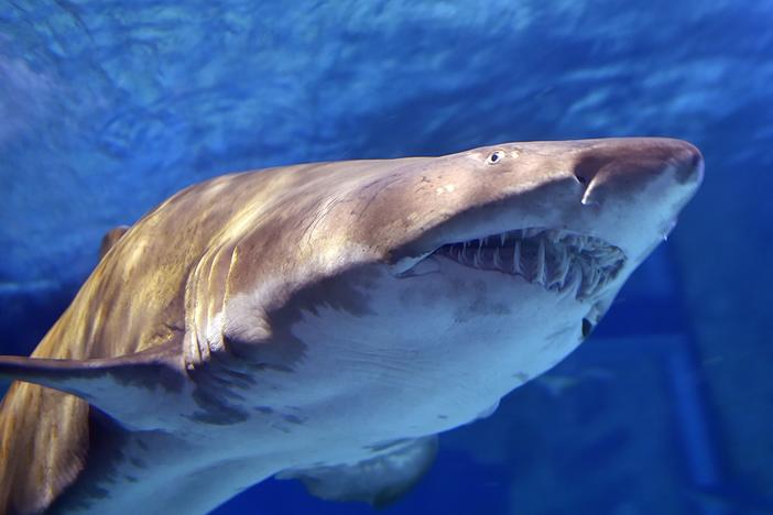 Sand tiger sharks can grow to up to 10 feet in length, but juveniles average 3 to 5 feet. These sharks have a menacing appearance, but aren't known for unprovoked attacks on humans.