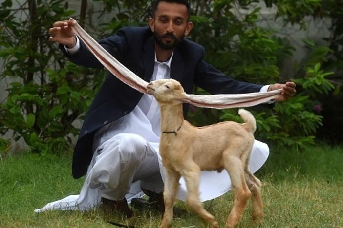 Pakistani breeder Hasan Narejo displays the ears of his baby goat Simba, in Karachi on July 6. The kid's ears have gone viral, attracting praise — and trolls.