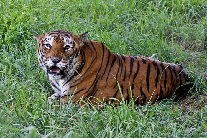 A Bengal tiger rests in the jungles of Bannerghatta National Park south of Bangalore, India, on July 29, 2015. The number of tigers in the wild has gone up 40% since 2015 — largely because of improvements in monitoring them, according to the International Union for Conservation of Nature.