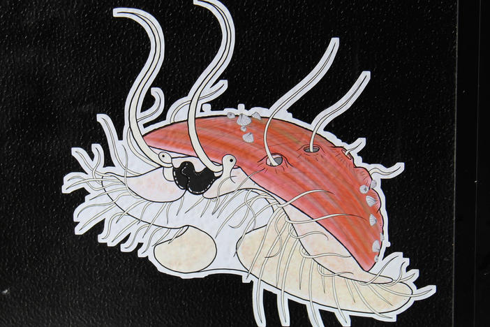 The delicious but endangered sea creature is getting the best help Aquilino can offer.