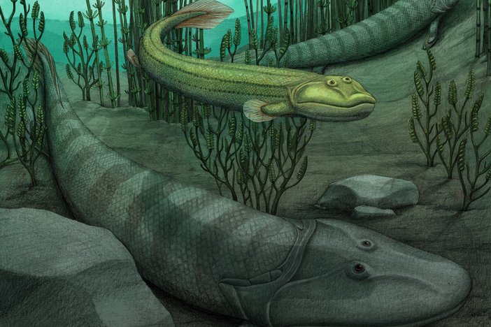 An illustration of Qikiqtania wakei (center) in the water with its larger cousin, Tiktaalik roseae.