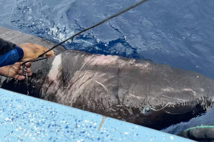Researchers caught a Greenland shark off the coast of Belize in April, the first reported sighting of the species in the western Caribbean. The shark is typically found in the Arctic and at depths of up to 7,000 feet below the ocean surface.