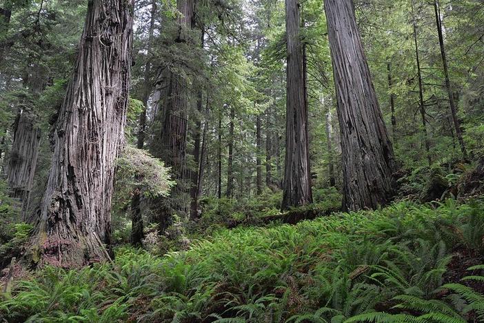 Hyperion is located in a closed part of the Redwood National Park. Still, many visitors have attempted to go off trail to observe the tree.