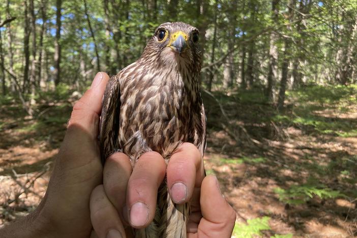 A captured merlin is held near Lake Michigan on June 27 near Glen Arbor, Mich., where it will be fitted with a leg band and tracking device. The mission will enhance knowledge of a species still recovering from a significant drop-off caused by pesticides and help wildlife managers determine how to prevent merlins from attacking endangered piping plovers.